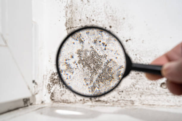 Trusted Lindstrom, MN Mold Remediation Experts